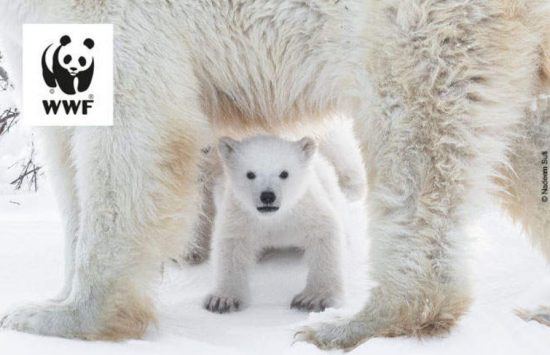 WWF 2 Polar bear whole