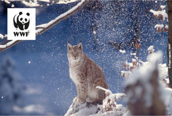 WWF 4 Luchs ganz