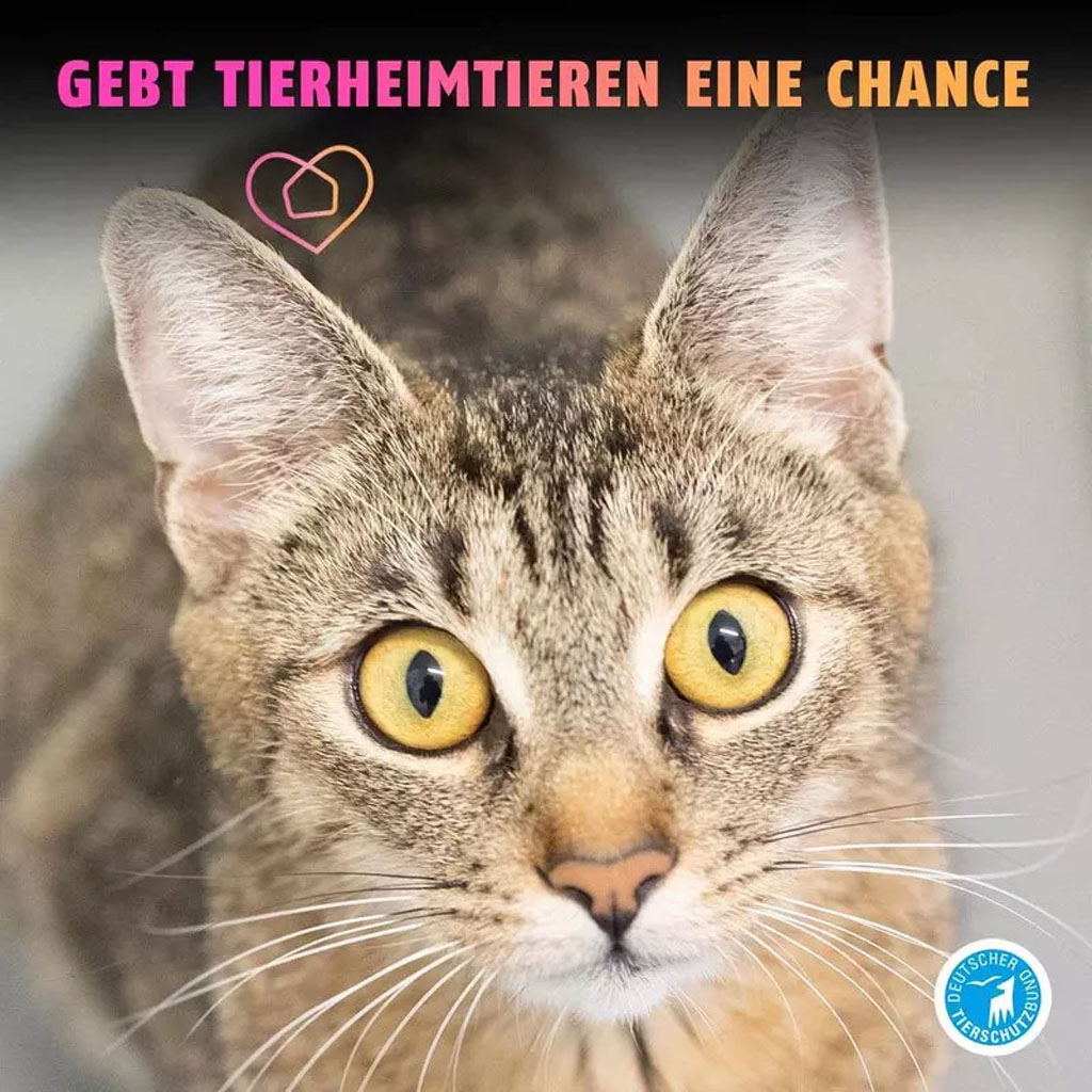 Animal shelter cat whole