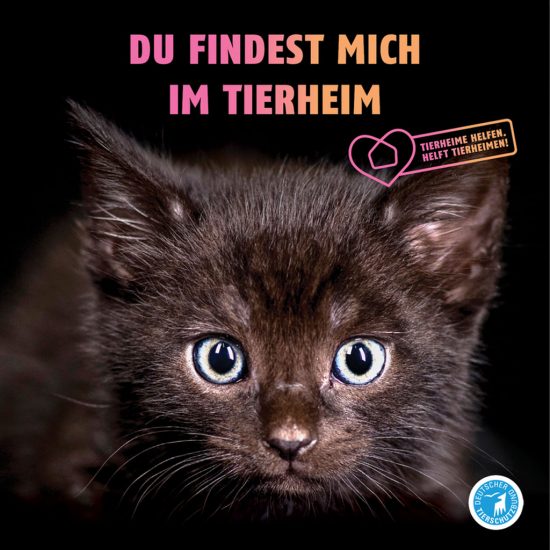 Tierheim Katze ganz
