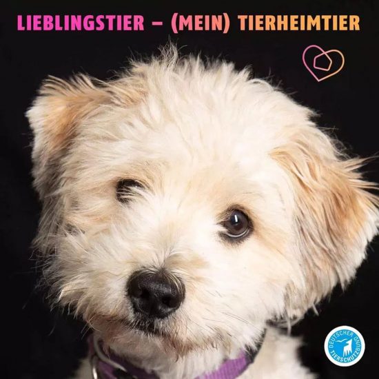 Tierheim Hund - ganz