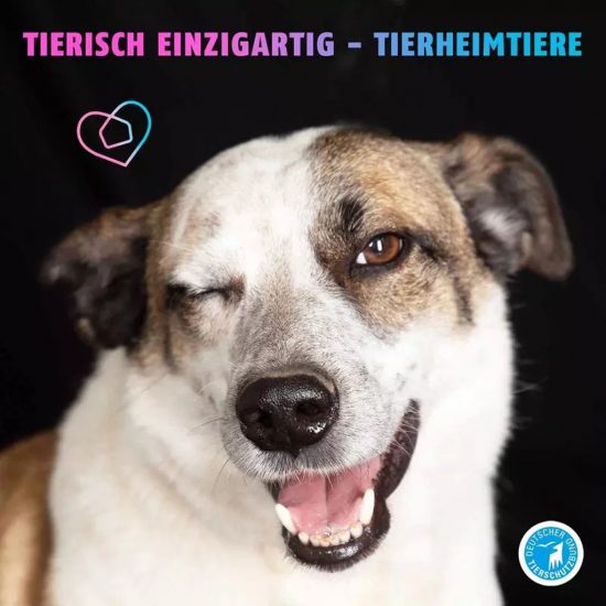 Tierheim Hund - ganz