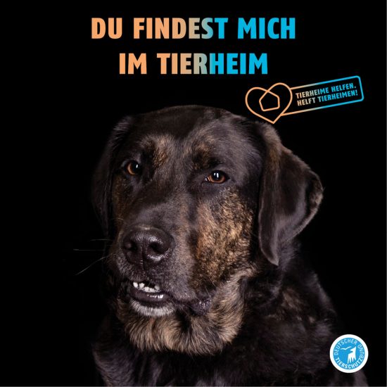 Tierheim Hund - ganz