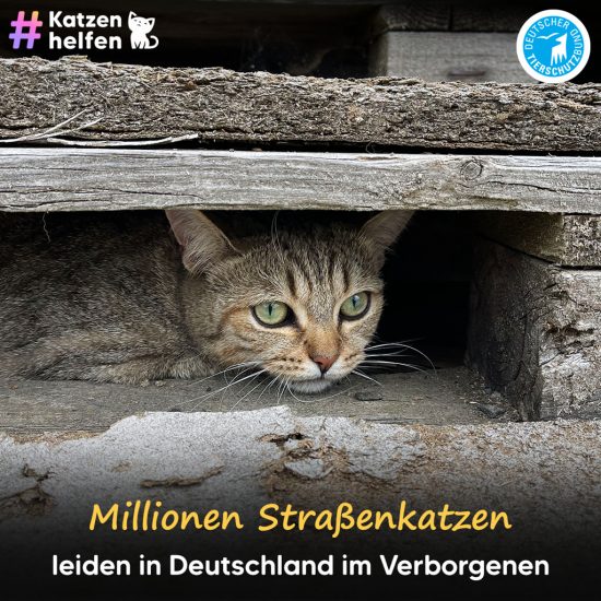 Tierheim Katze ganz
